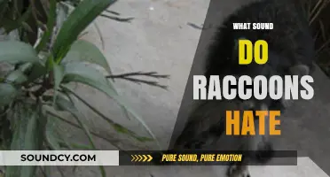 Unwanted Raccoon Visitors? Discover the Sounds They Despise and Avoid