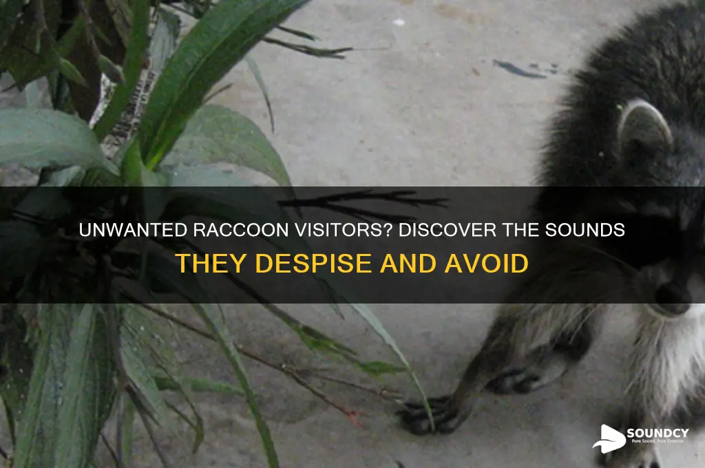 what sound do raccoons hate