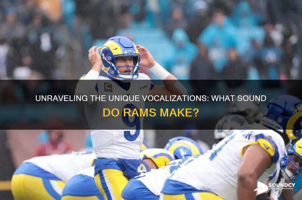 what sound do rams make
