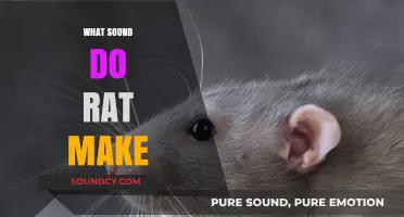 Unveiling the Mystery: What Sounds Do Rats Make and Why?