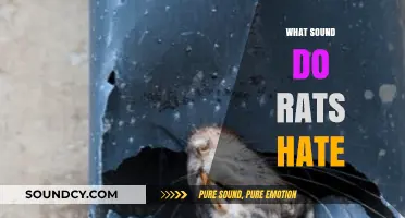Unwanted Rodents? Discover the Sounds That Rats Despise and Avoid