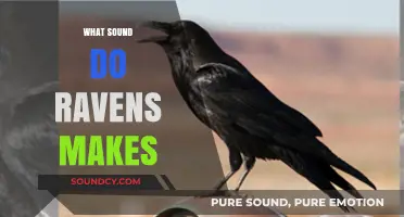 Unraveling the Mysterious and Haunting Sounds Ravens Make in the Wild