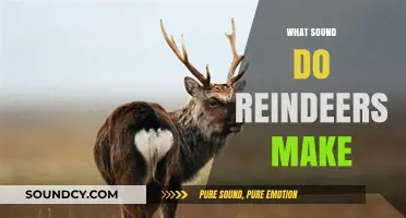 Unveiling the Unique Vocalizations: What Sound Do Reindeers Make?