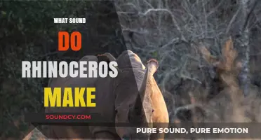 Unveiling the Unique Vocalizations: What Sounds Do Rhinoceroses Make?