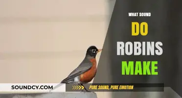 Discover the Unique and Enchanting Sounds Robins Make in Nature