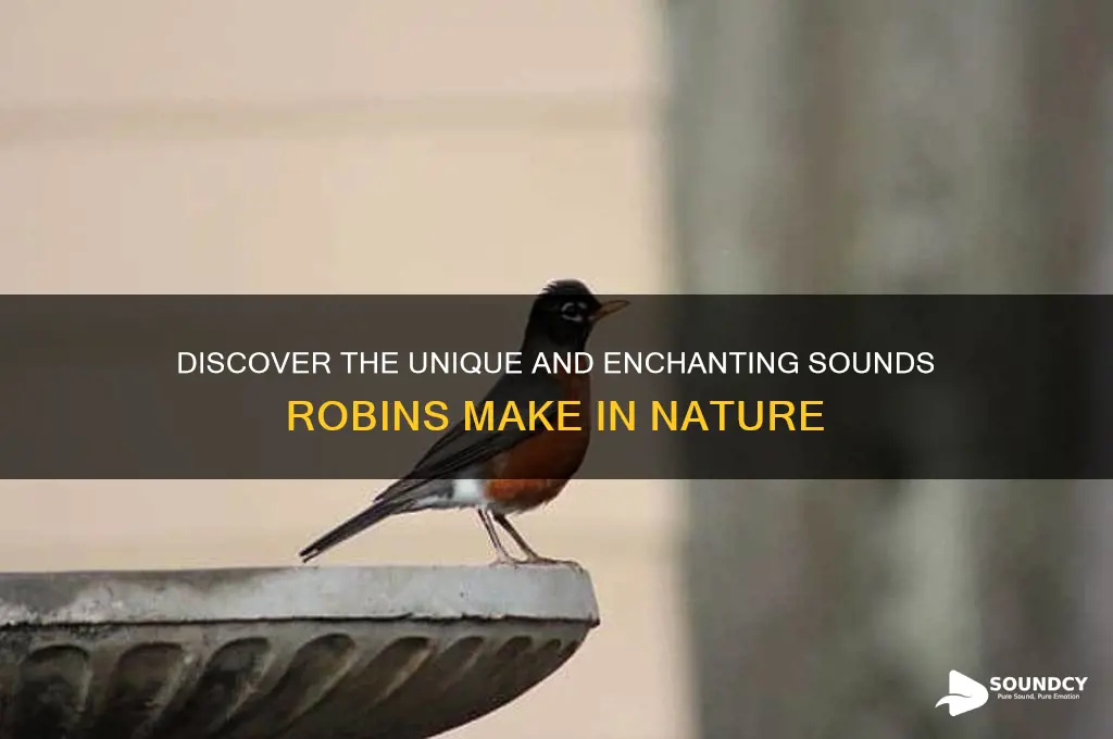 what sound do robins make