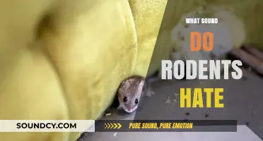 Unwanted Guests? Discover Sounds That Drive Rodents Away Instantly