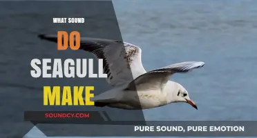 Unraveling the Unique Vocalizations: What Sound Do Seagulls Make?