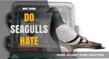 Unwanted Noises: Sounds That Drive Seagulls Away Instantly