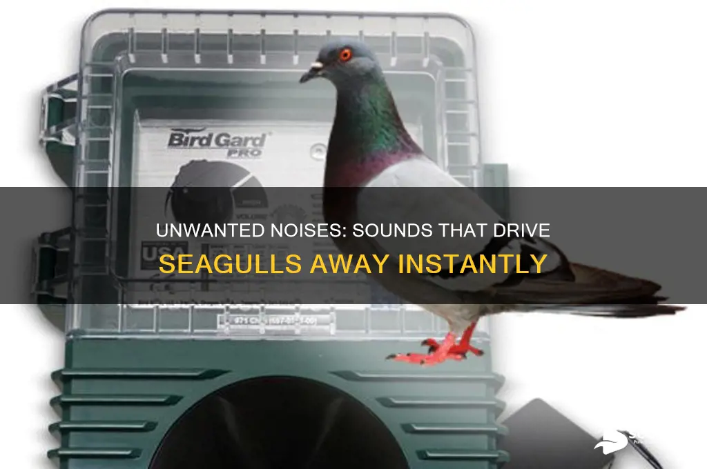what sound do seagulls hate