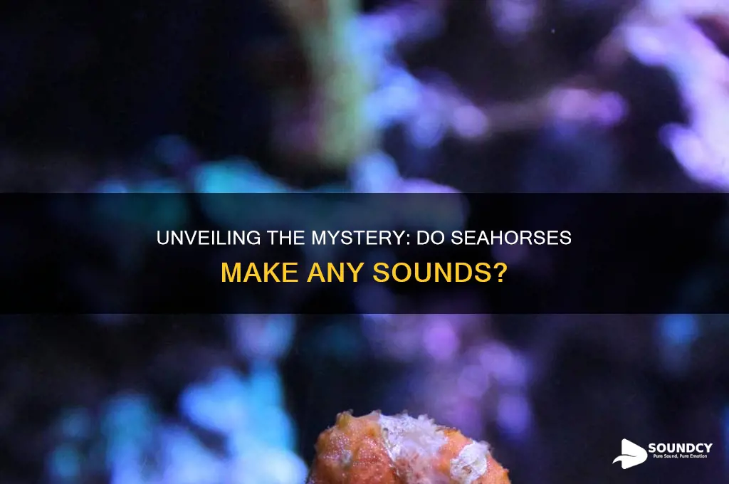 what sound do seahorses make