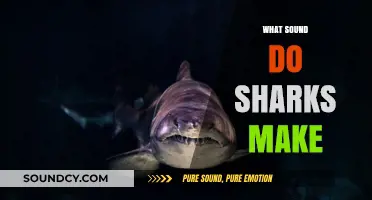 Unveiling the Mystery: What Sounds Do Sharks Actually Make?