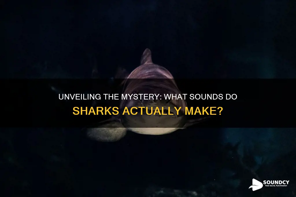 what sound do sharks make