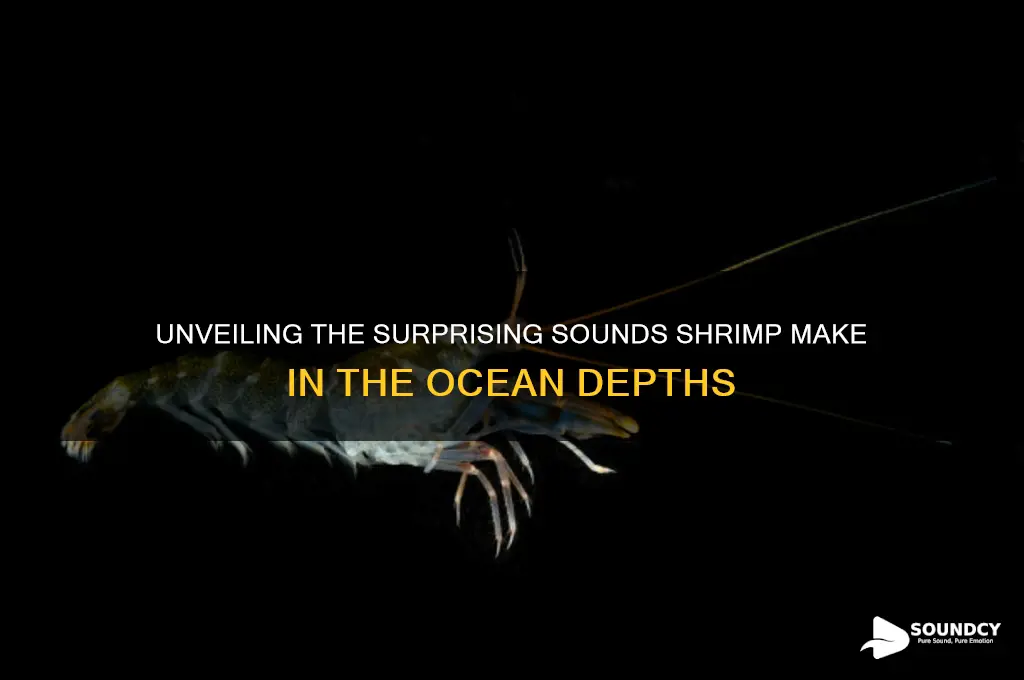 what sound do shrimp make