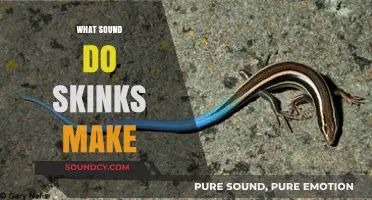 Unveiling the Unique Vocalizations: What Sounds Do Skinks Make?