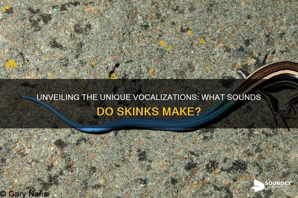 what sound do skinks make