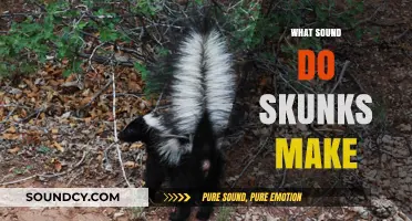 Unveiling the Surprising Sounds Skunks Make in the Wild
