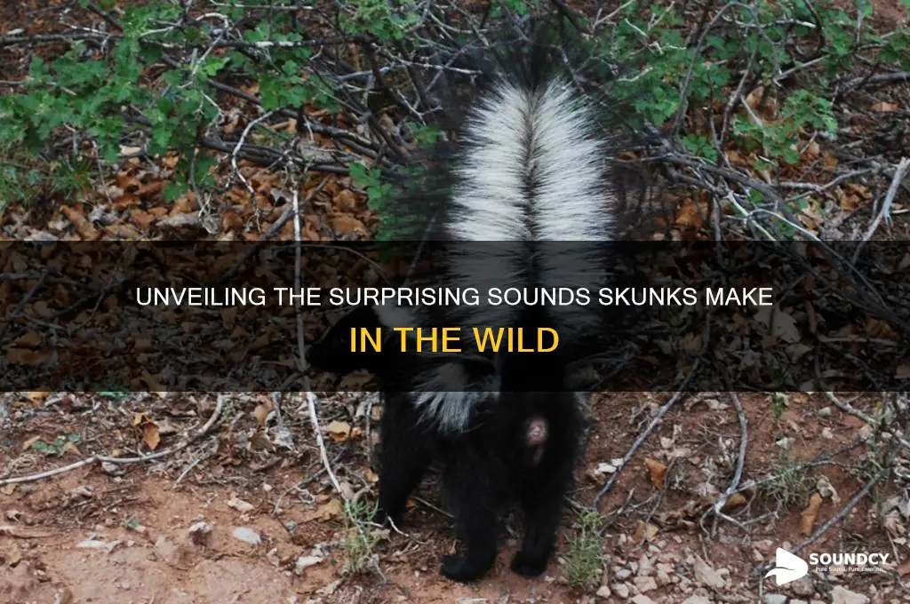 what sound do skunks make