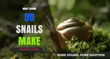 Unveiling the Silent World: Do Snails Make Any Sounds?