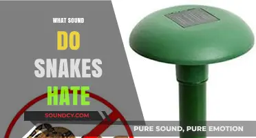 Unleash the Noise: Sounds That Deter Snakes Effectively and Safely