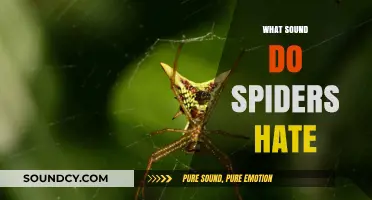 Unwanted Arachnids? Discover the Sounds Spiders Despise and Avoid