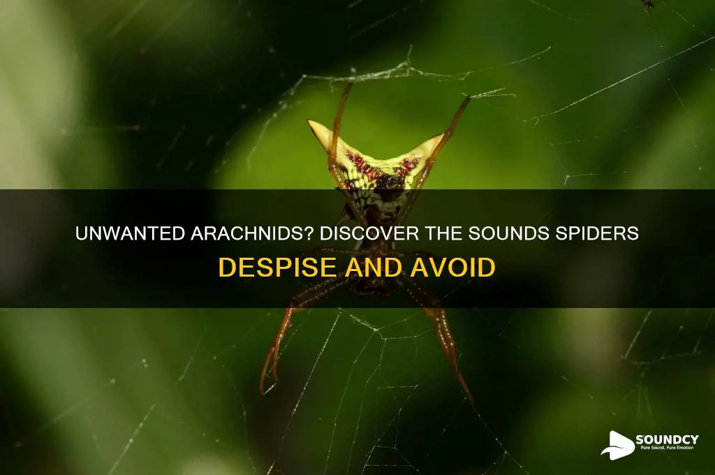 what sound do spiders hate