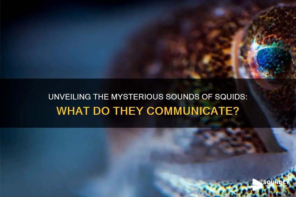 what sound do squids make