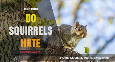 Unwanted Guests: Sounds That Drive Squirrels Away from Your Space