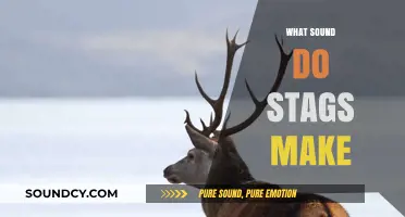 Unveiling the Majestic Roars: What Sound Do Stags Make?