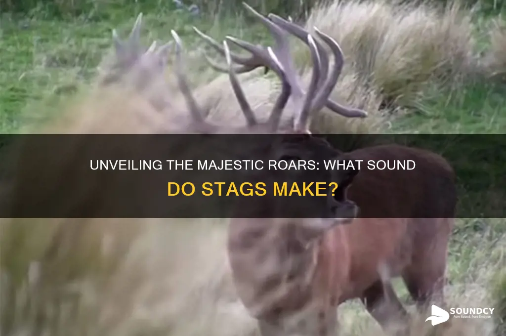 what sound do stags make