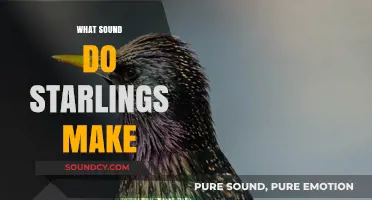 Unveiling the Unique Vocalizations: What Sounds Do Starlings Make?