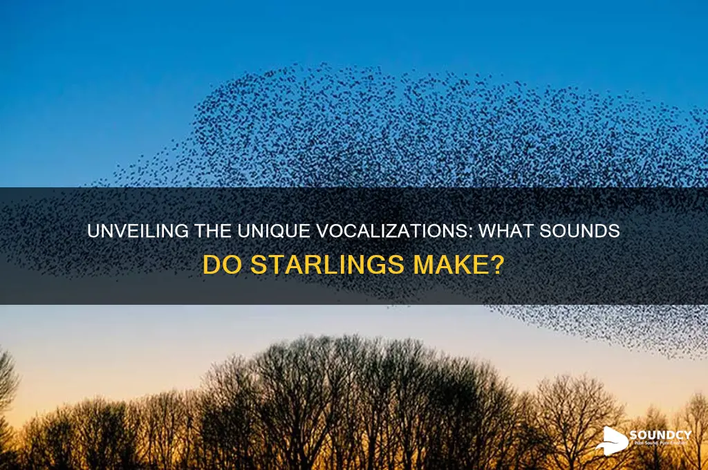 what sound do starlings make