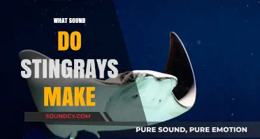 Unveiling the Mystery: What Sounds Do Stingrays Make?