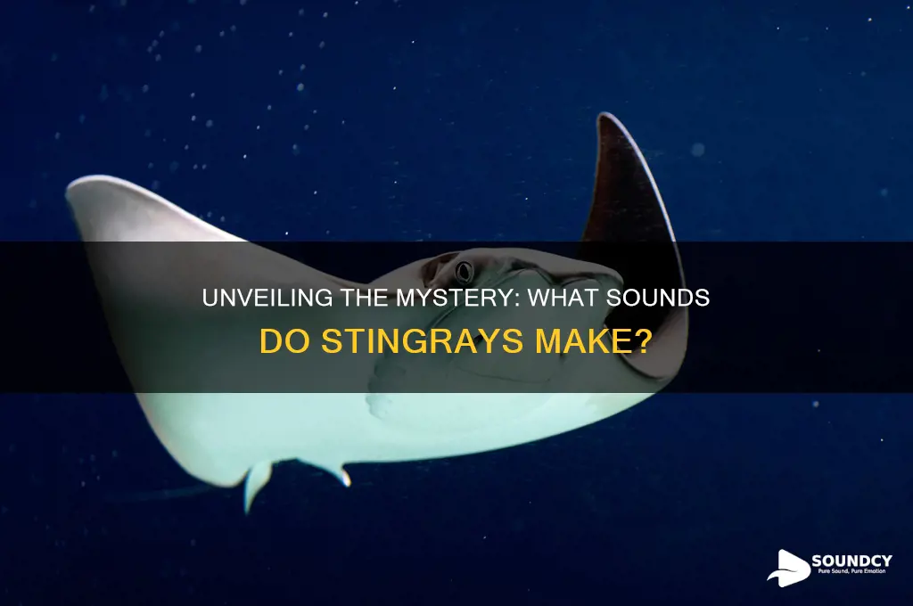 what sound do stingrays make