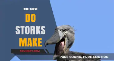 Unveiling the Unique Calls: What Sound Do Storks Make?