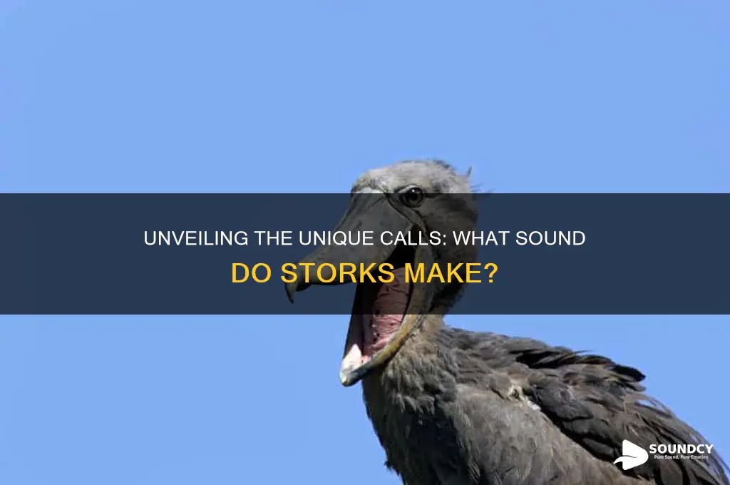 what sound do storks make