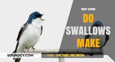 Discovering the Unique Chirps and Calls of Swallows in Nature