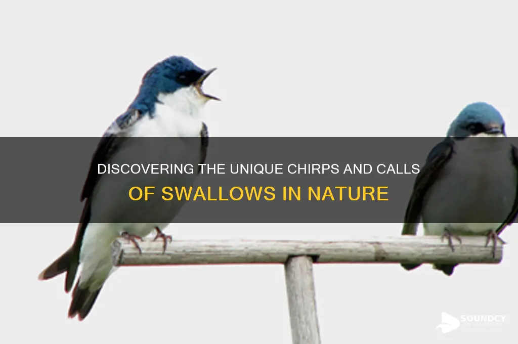 what sound do swallows make