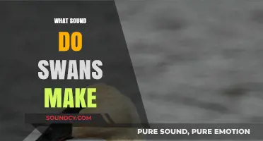 Discovering the Unique Vocalizations: What Sound Do Swans Make?