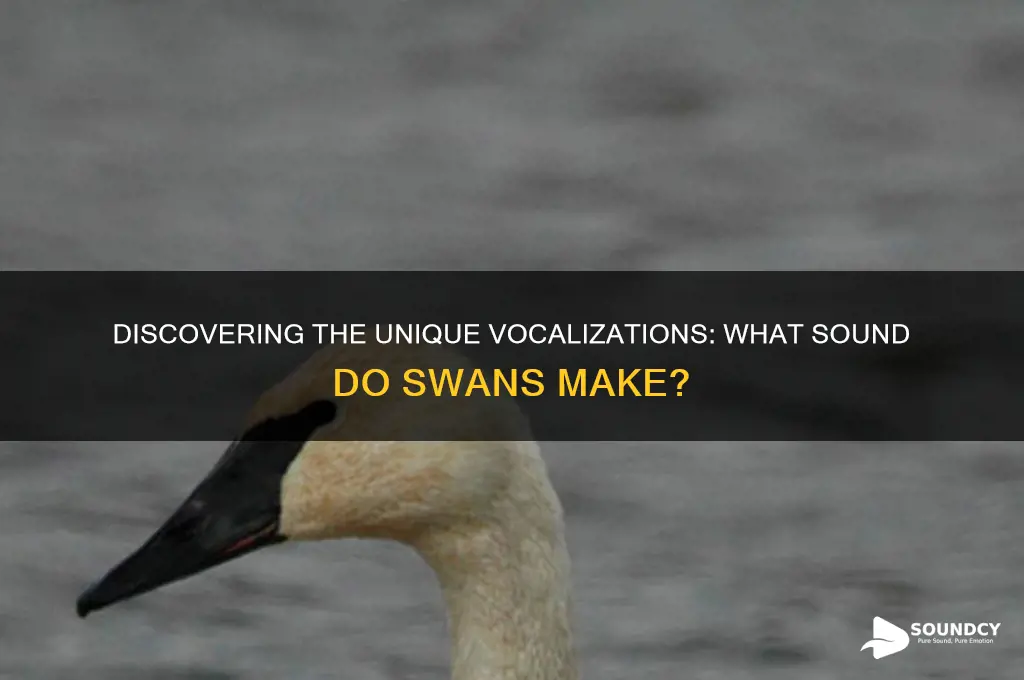 what sound do swans make