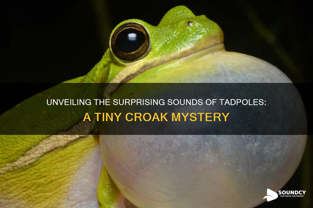 what sound do tadpoles make