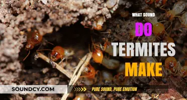Uncovering the Mysterious Sounds of Termites: What Do They Really Make?
