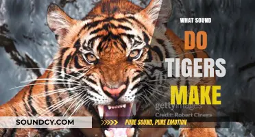Unveiling the Majestic Roar: What Sound Do Tigers Truly Make?