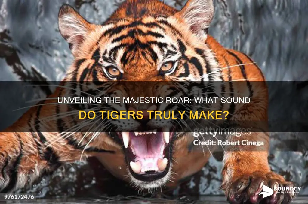 what sound do tigers make