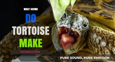 Unveiling the Surprising Sounds Tortoises Make: A Quiet Creature's Vocalizations