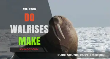 Unveiling the Unique Vocalizations: What Sounds Do Walruses Make?