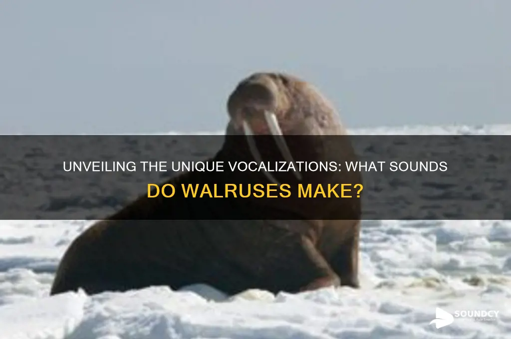 what sound do walrises make
