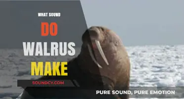 Unveiling the Unique Vocalizations: What Sounds Do Walruses Make?