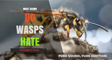 Discover the Sounds That Repel Wasps: Effective Deterrent Strategies