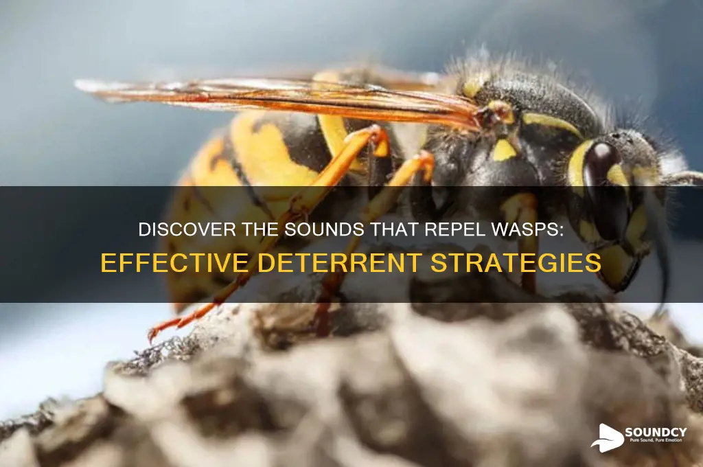 what sound do wasps hate